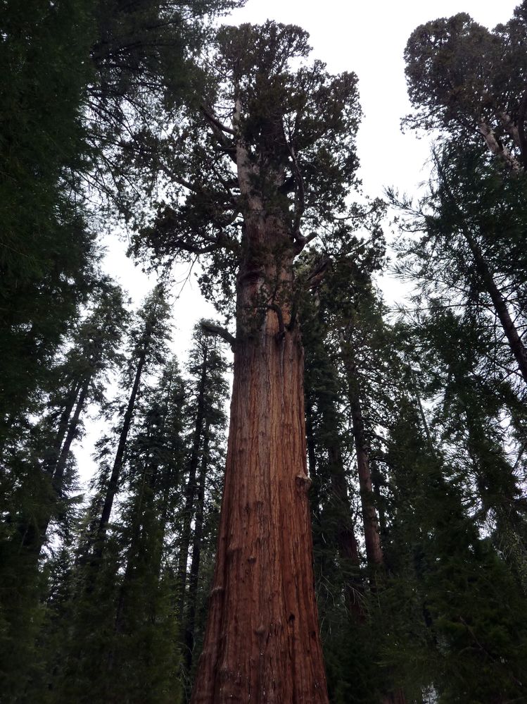 Sequoia parc(44).JPG